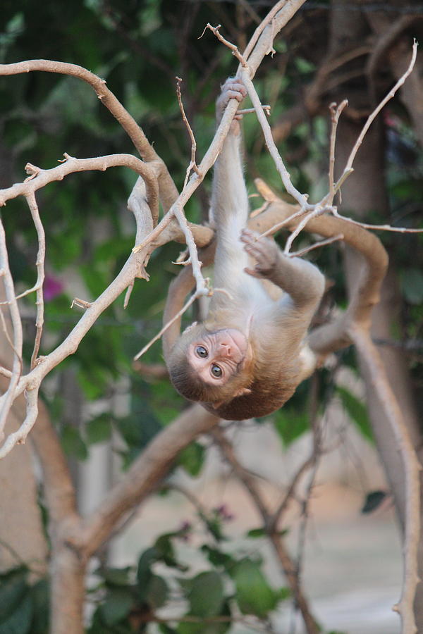 Upside-down Monkey, Govardhan Hill Photograph by Jennifer Mazzucco