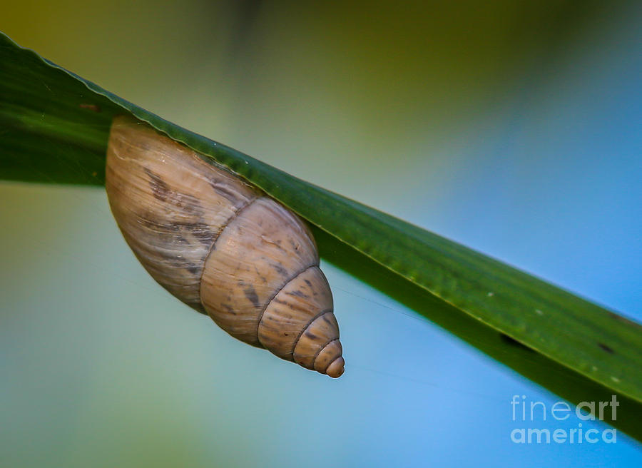 Nature Photograph - Upside Down Snail by Tom Claud