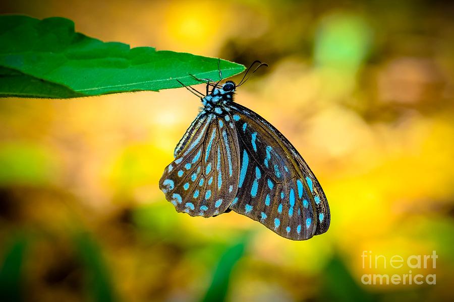 Butterfly Photograph - Upside Down by Alice Terrill