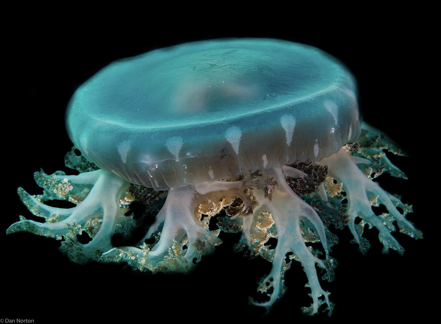 Upside down upside down jellyfish Photograph by Dan Norton