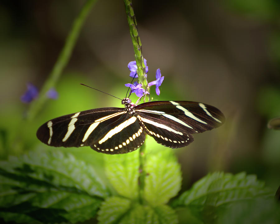 Upside Down Zebra Longwing Photograph by Mark Andrew Thomas