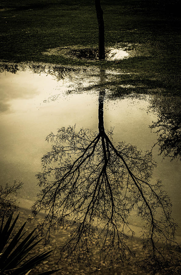 upside down tree shirt