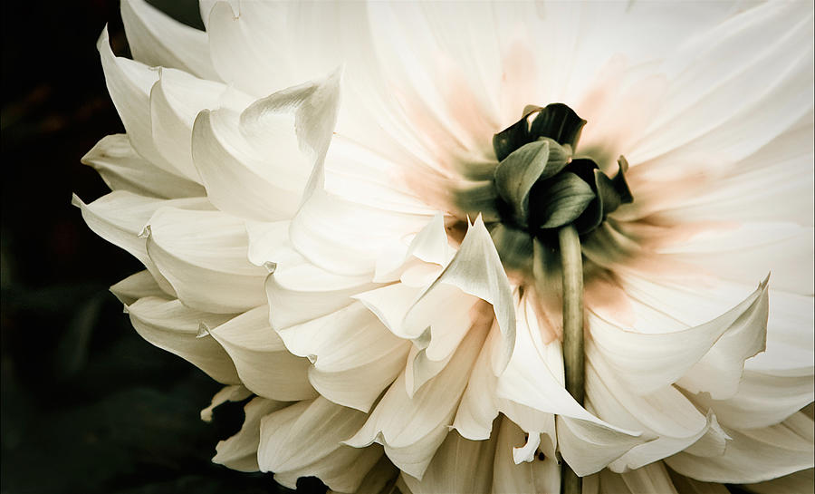 Flowers Still Life Photograph - Upskirt by Maggie Terlecki