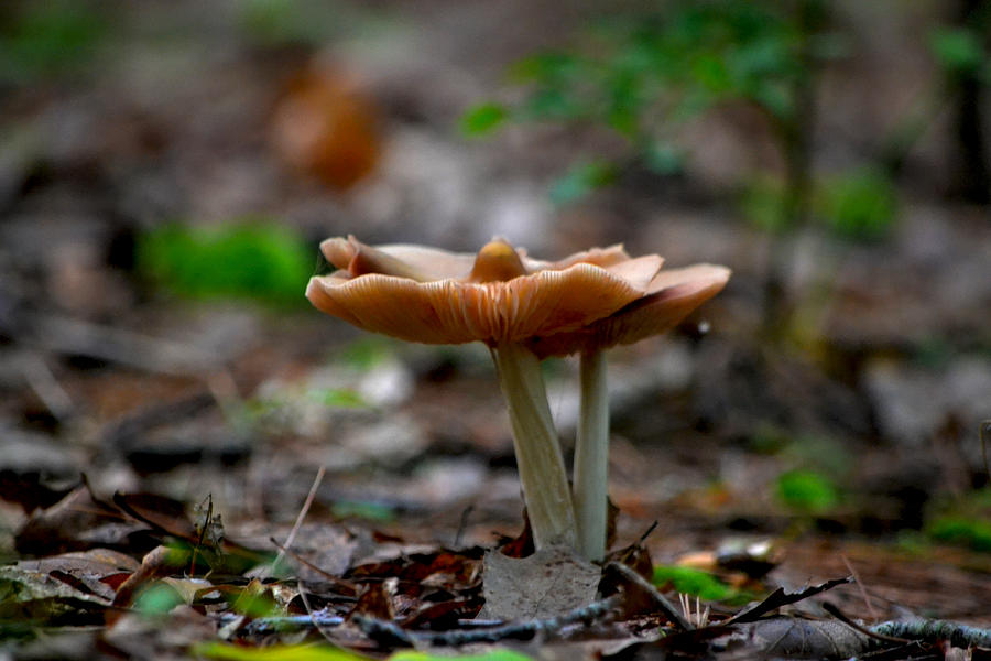 Mushroom Photograph - Upturned Edges by Rebecca Stowers