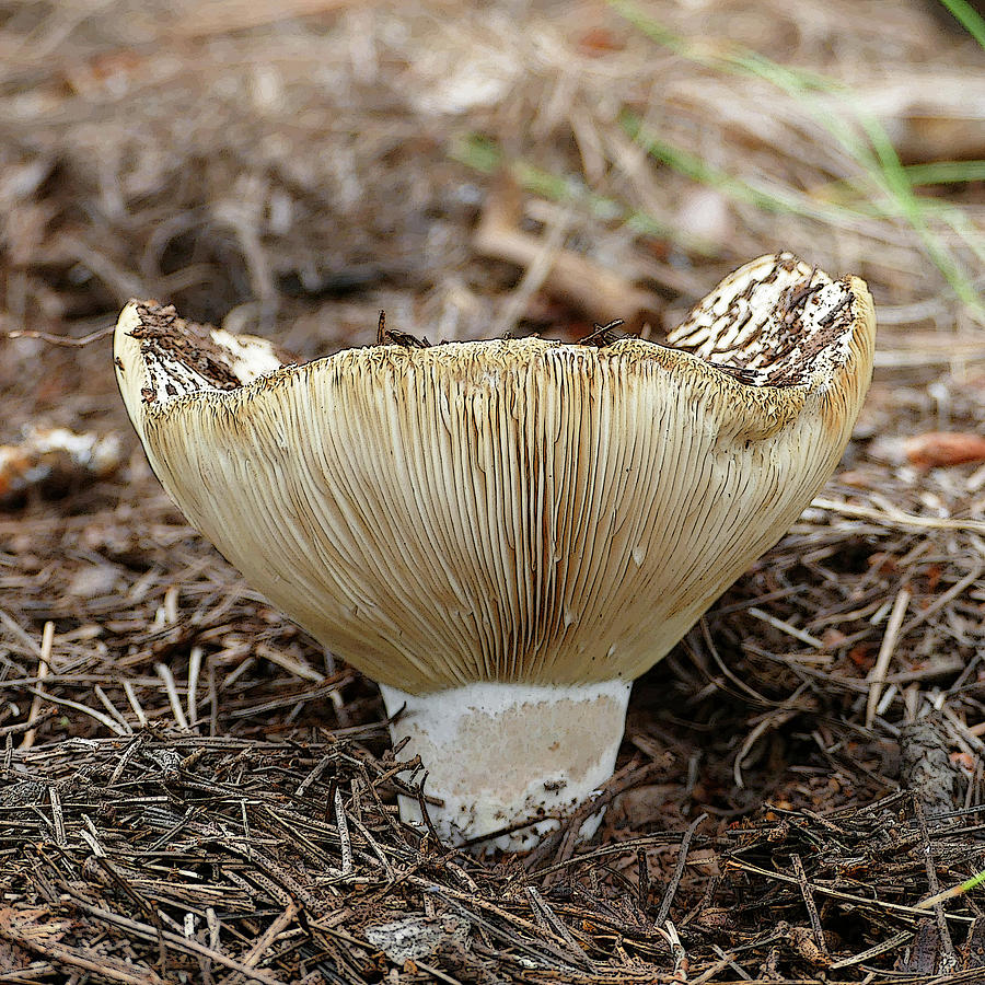 Upturned Mushroom Photograph by Laurel Powell