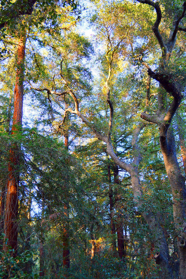 Redwood Photograph - Upward Flow by Glenn McCarthy Art and Photography