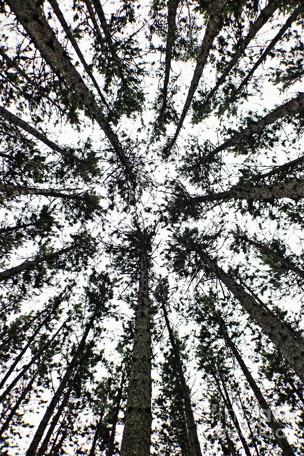 Upward Through the Trees Photograph by Erick Schmidt