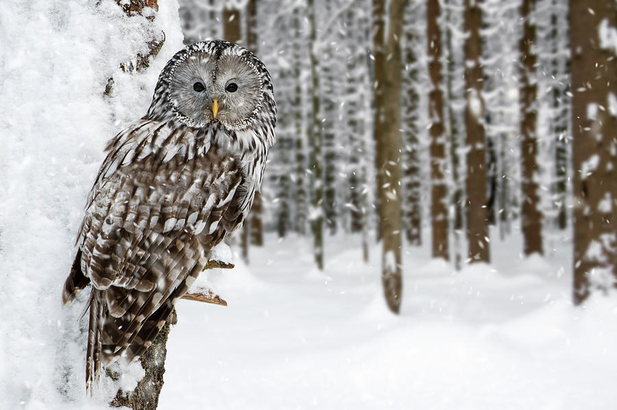 Ural Owl in the Snow Photograph by Arterra Picture Library