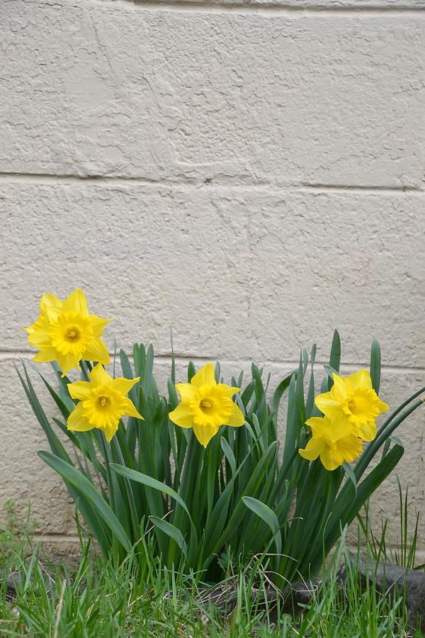 Daffodils Photograph - Urban Beauties by Penny Beard