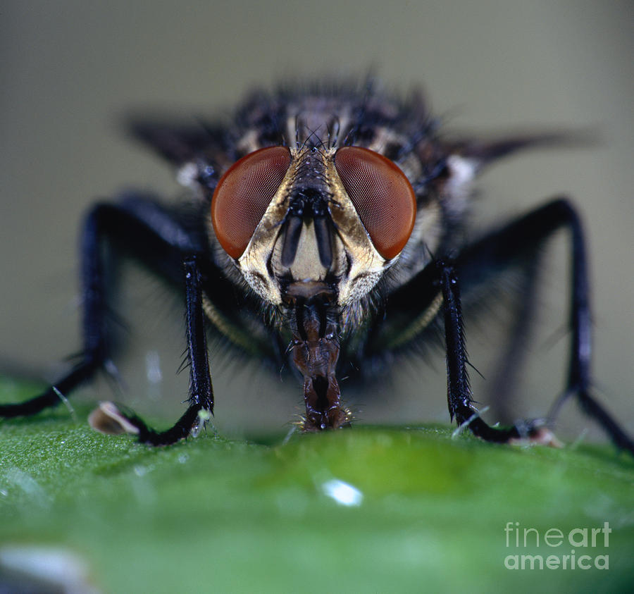 Urban Bluebottle Blowfly Photograph by Fritz Rauschenbach