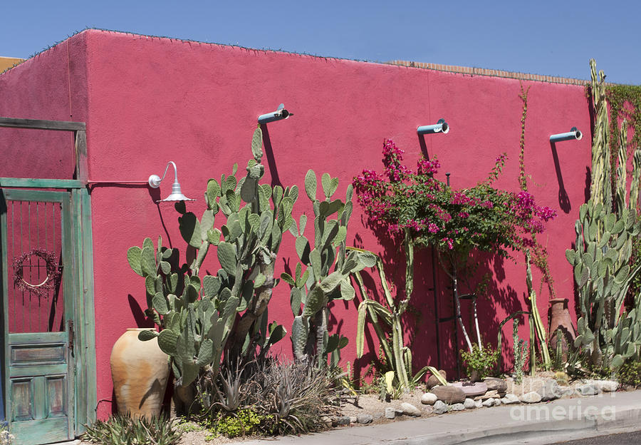 Urban cactus garden Photograph by Elvira Butler