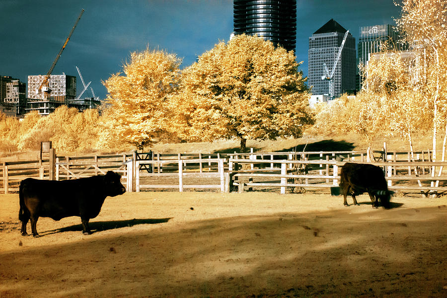 Urban cows Photograph by Helga Novelli