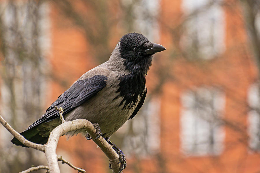Urban Crow Photograph by Inge Riis McDonald