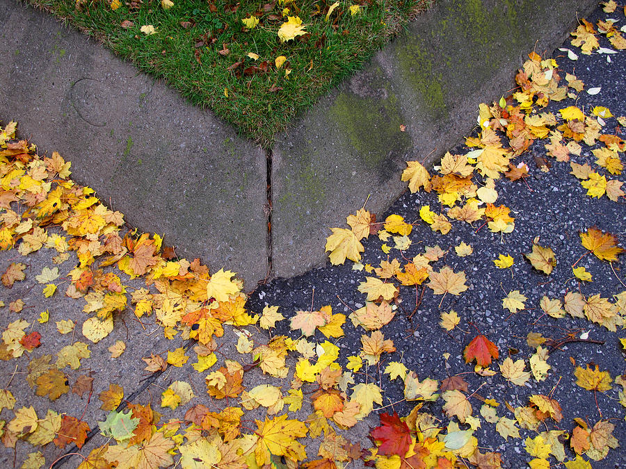 Urban Fall Leaves Photograph by Lyle Crump