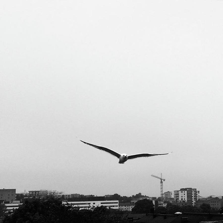 Blackandwhite Photograph - Urban Gull. #sundbyberg #blackandwhite by Victoria Lecler