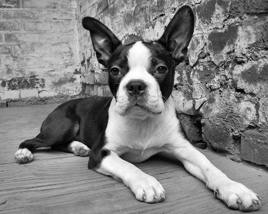 Boston Terrier Photograph - Urban Hound by Crystal Rolfe