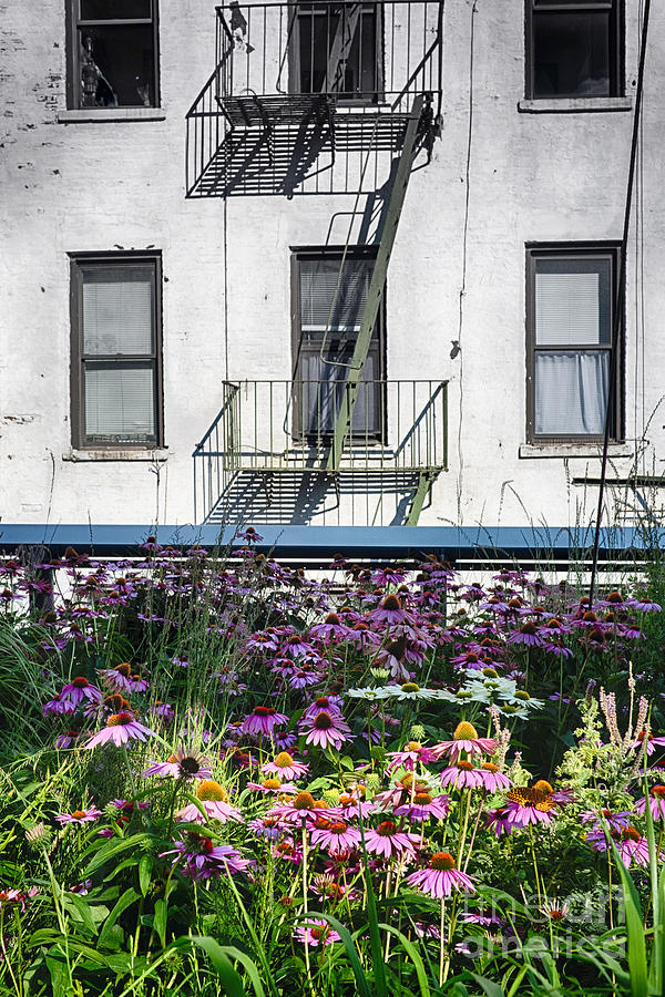 Architecture Photograph - Urban Meadow of Manhattan by George Oze