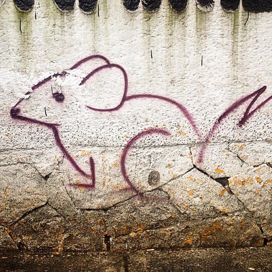 Mouse Photograph - Urban Mouse -
gato Urbano. Street Art by Chico  Sanchez