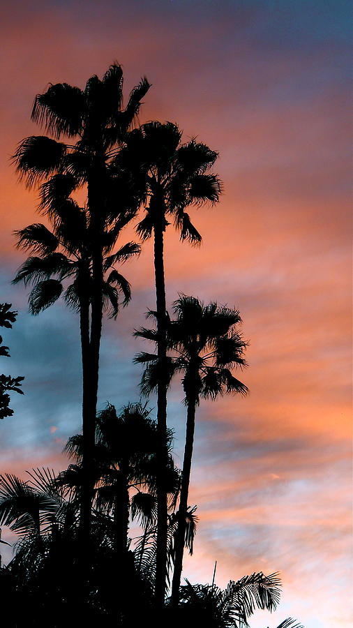 Palm Tree Photograph - Urban Palms by Peter Breaux Palm Tree Photograph - Urban Palms by Peter Breaux