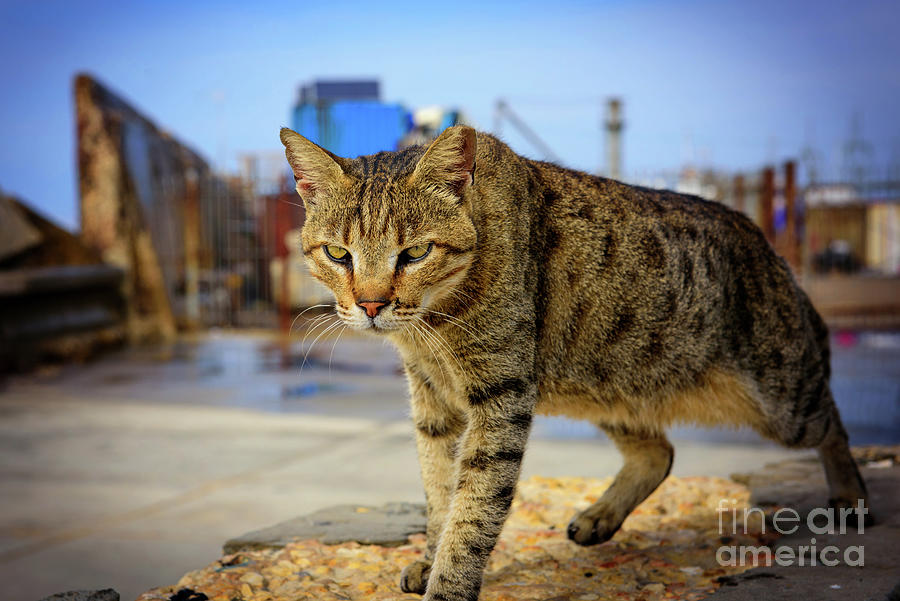 Urban Panther Photograph