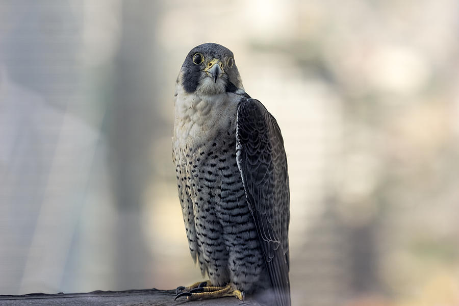 Urban Peregrine Falcon Photograph by Josh Bryant