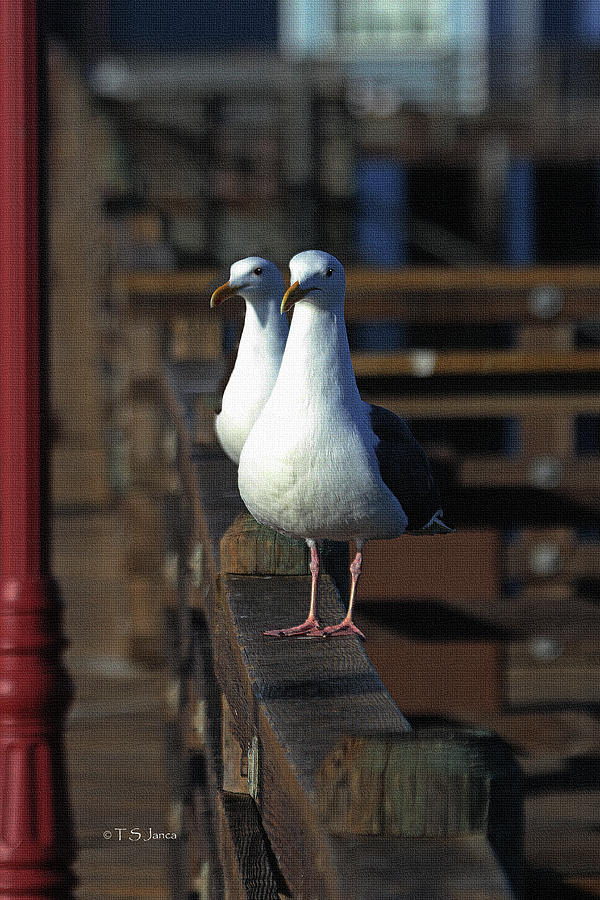 Urban Seagulls Photograph by Tom Janca