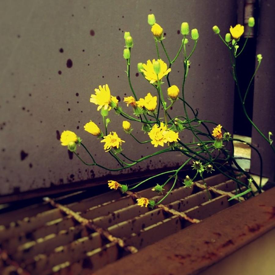 Flower Photograph - Urban Survival. #throughmyeyes by Todd Lutz