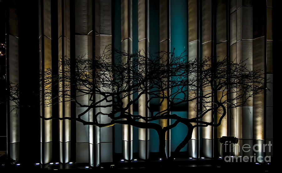 Urban Tree Silhouette Photograph by James Aiken