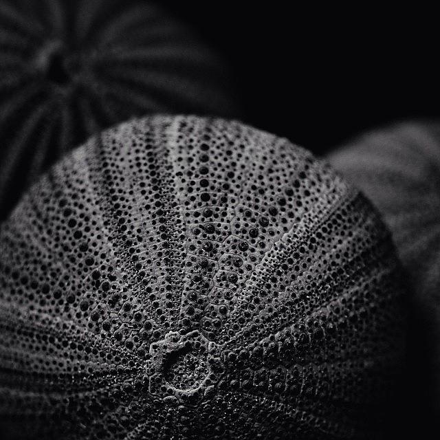 Blackandwhite Photograph - Urchin by Dave Edens