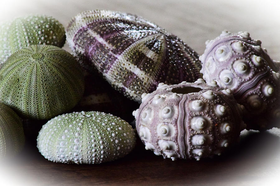 Urchin Shells 2 Photograph by Bonnie Bruno