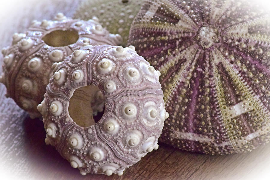 Urchin Shells Photograph by Bonnie Bruno