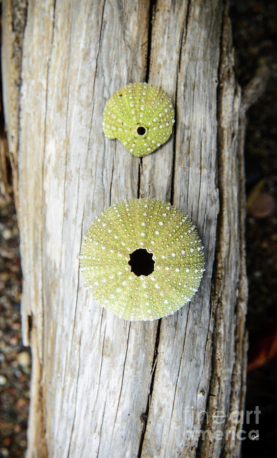 Urchins on Driftwood Photograph by Alana Ranney