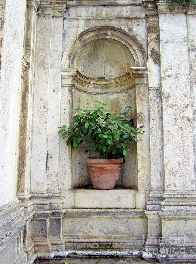 Tivoli Photograph - Urn With Lemon Tree by Katrina Perekrestenko Tivoli Photograph - Urn With Lemon Tree by Katrina Perekrestenko