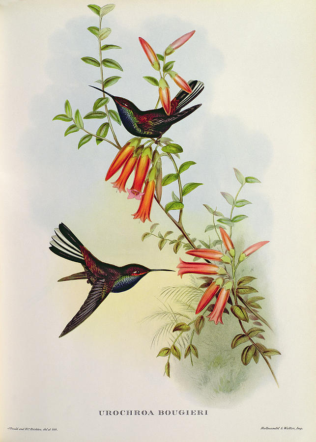 Bird Painting - Urochroa Bougieri by John Gould