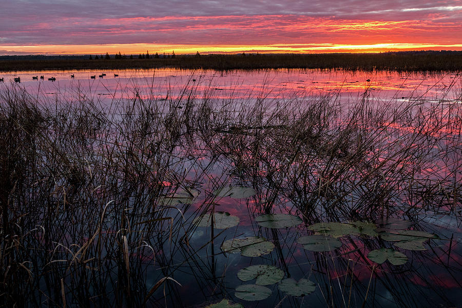 Purple Sunrise with Lilypads #2 Photograph by Patti Deters