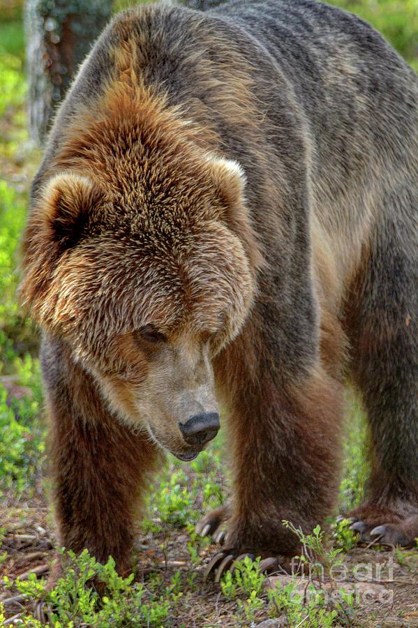 Ursus arctos by Heiko Koehrer-Wagner Ursus arctos by Heiko Koehrer-Wagner