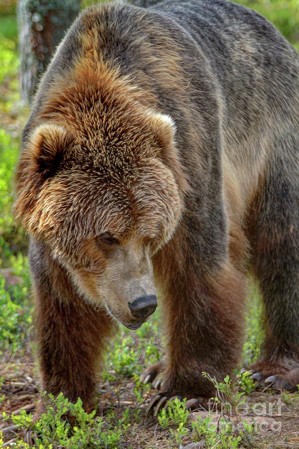 Ursus arctos Photograph by Heiko Koehrer-Wagner