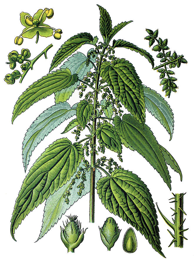 Buy Stinging Nettles Online