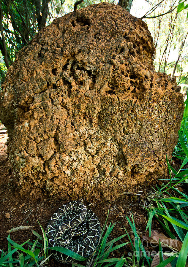 Urutu At Termite Mound Photograph by Dant Fenolio