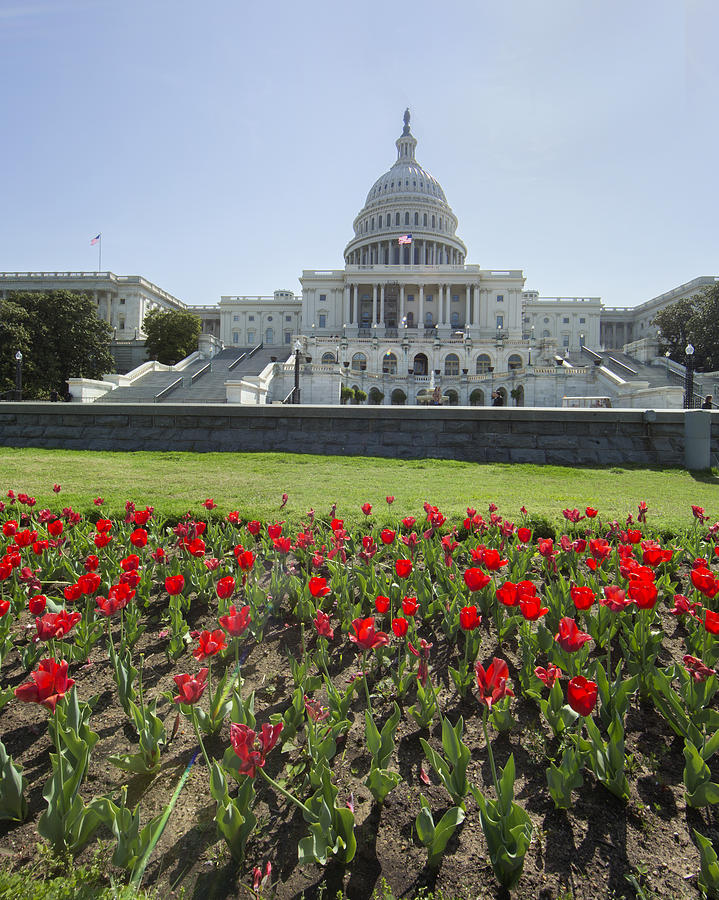 US Capitol and tulips Photograph by Jack Nevitt