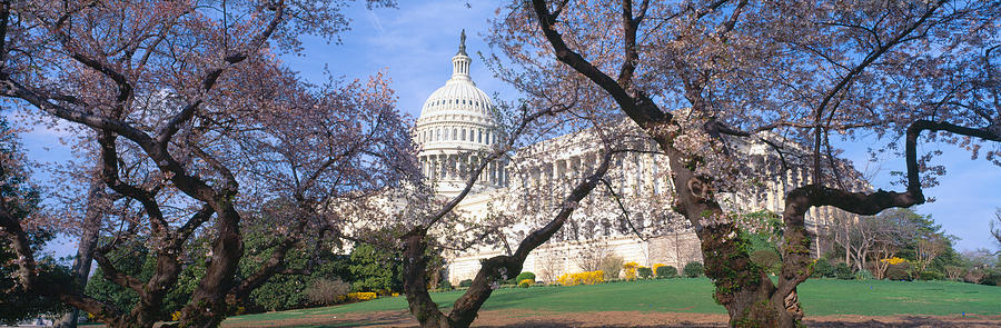Us Capitol Building And Cherry Photograph by Panoramic Images