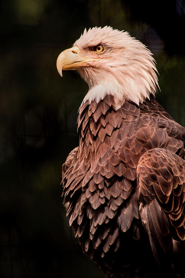 USA Eagle Photograph by Don Johnson