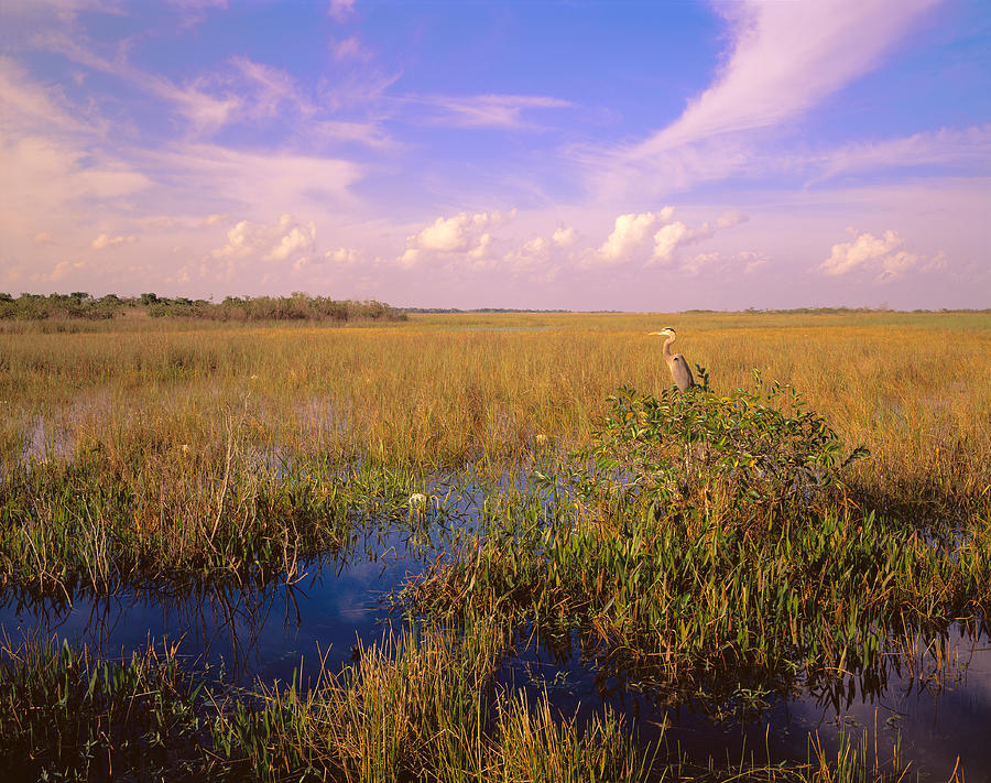florida everglades research paper Research paper research in the southern area of florida, the everglades national park is the largest sub-tropical reserve bobcats, everglades mink. florida everglades research paper Research paper research in the southern area of florida, the everglades national park is the largest sub-tropical reserve bobcats, everglades mink.