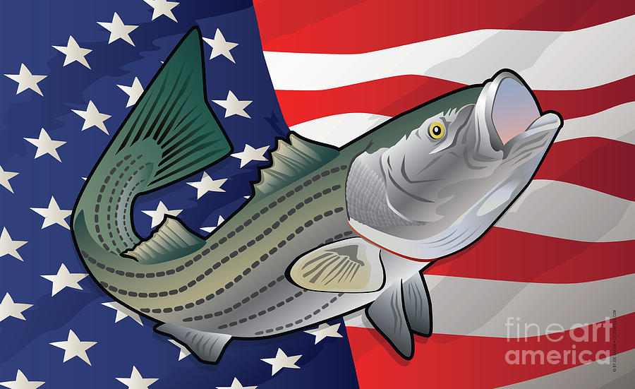 Map Digital Art - USA Rockfish Striped Bass by Joe Barsin