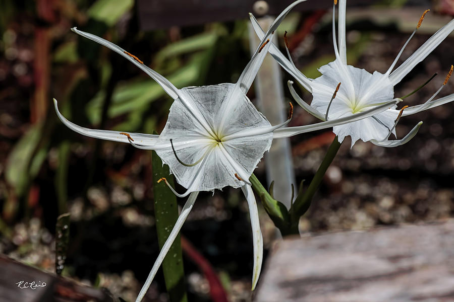USF Botanical Gardens - Hymenocallis Acutifolia Photograph by Ronald Reid