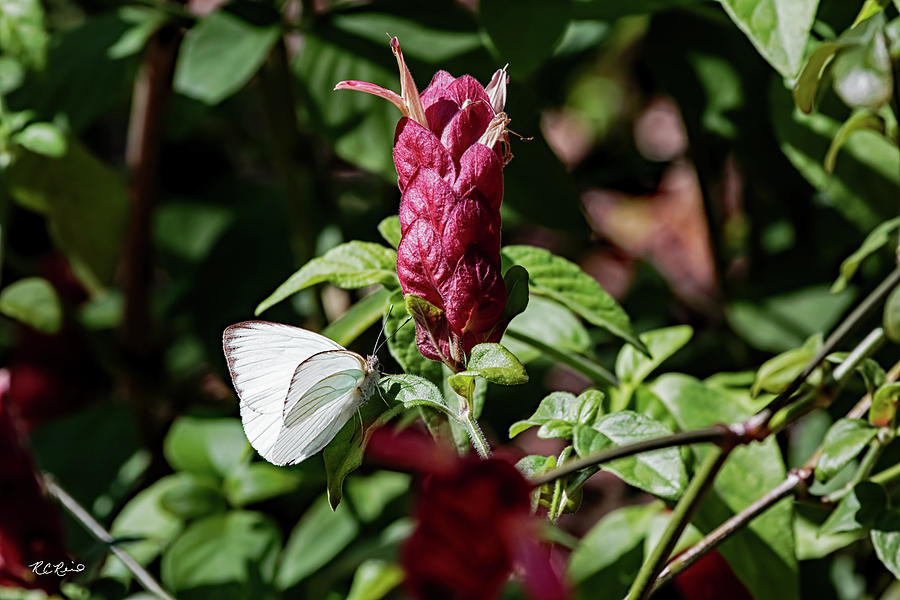 USF Botanical Gardens - Megaskepasma Erythrochlamys Brazilian Red Cloak Photograph by Ronald Reid