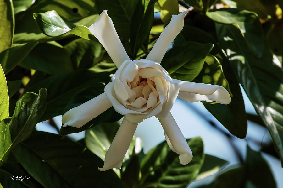 USF Botanical Gardens - Michellia Champaca - Joy Perfume Flower Photograph by Ronald Reid