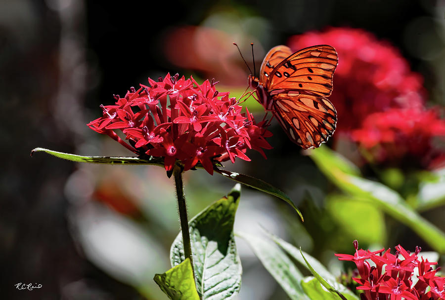 USF Botanical Gardens - Pentas Lanceolate - Star Flower with Gulf Fritillary Passion Butterfly  Photograph by Ronald Reid