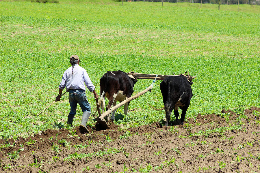 Using Oxen to Plow a Field Photograph by Robert Hamm - Fine Art America