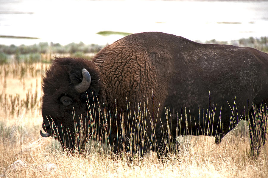 Bison Photograph - Utah Bison  by Eric  Nelson 